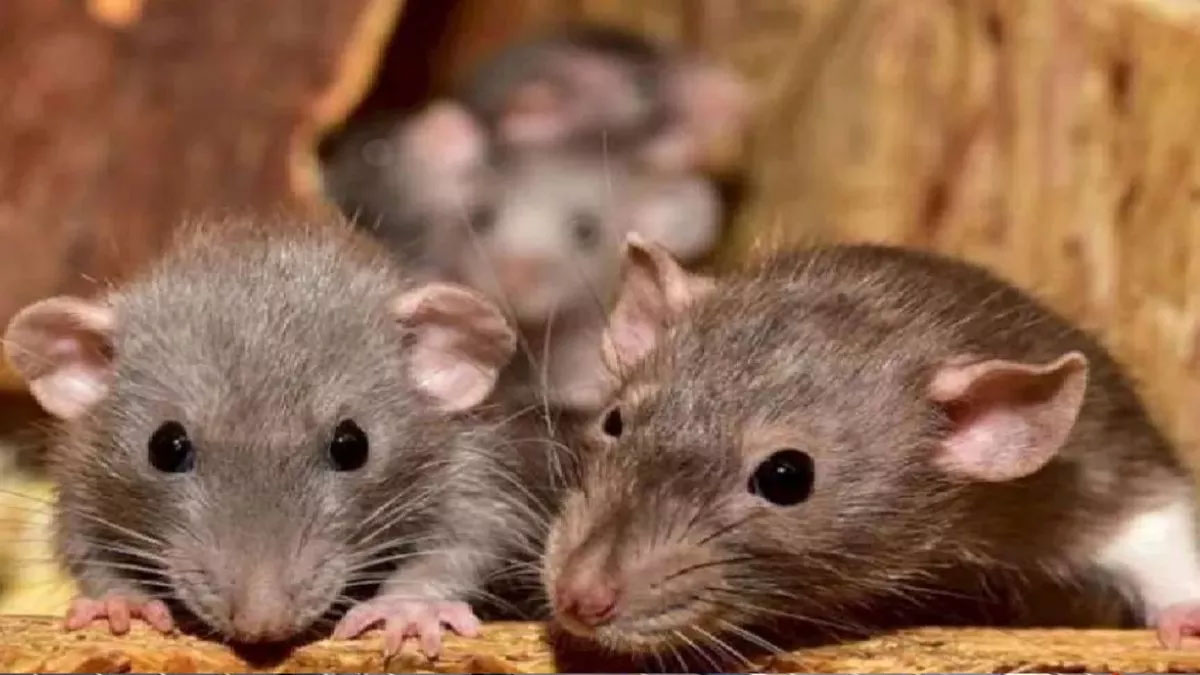 rats gnaw at the body of the punjabi dharamshala manager in mortuary ripping out his eyes