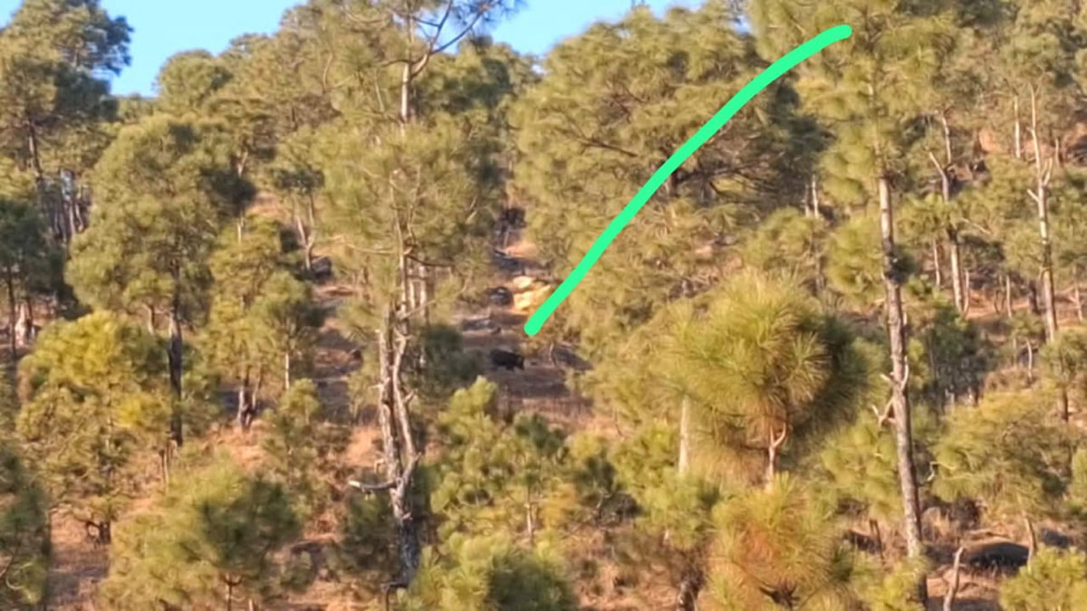 chausala village women saved their lives from the bear by hiding behind a tree