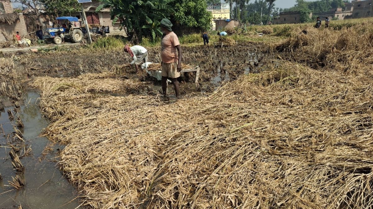 unseasonal rain and cyclone montha impact rabi crop sowing in siwan