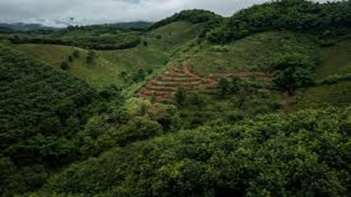 hindalco to plant trees on 271 acres near udajo villagers fear impact