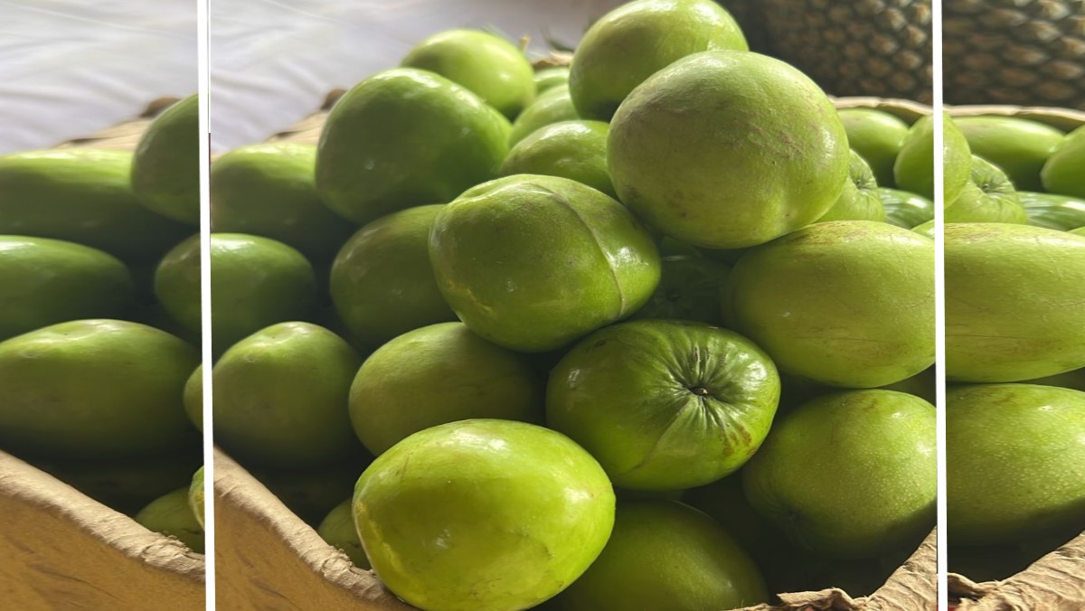 apple ber arrives in varanasi sangola special fruit