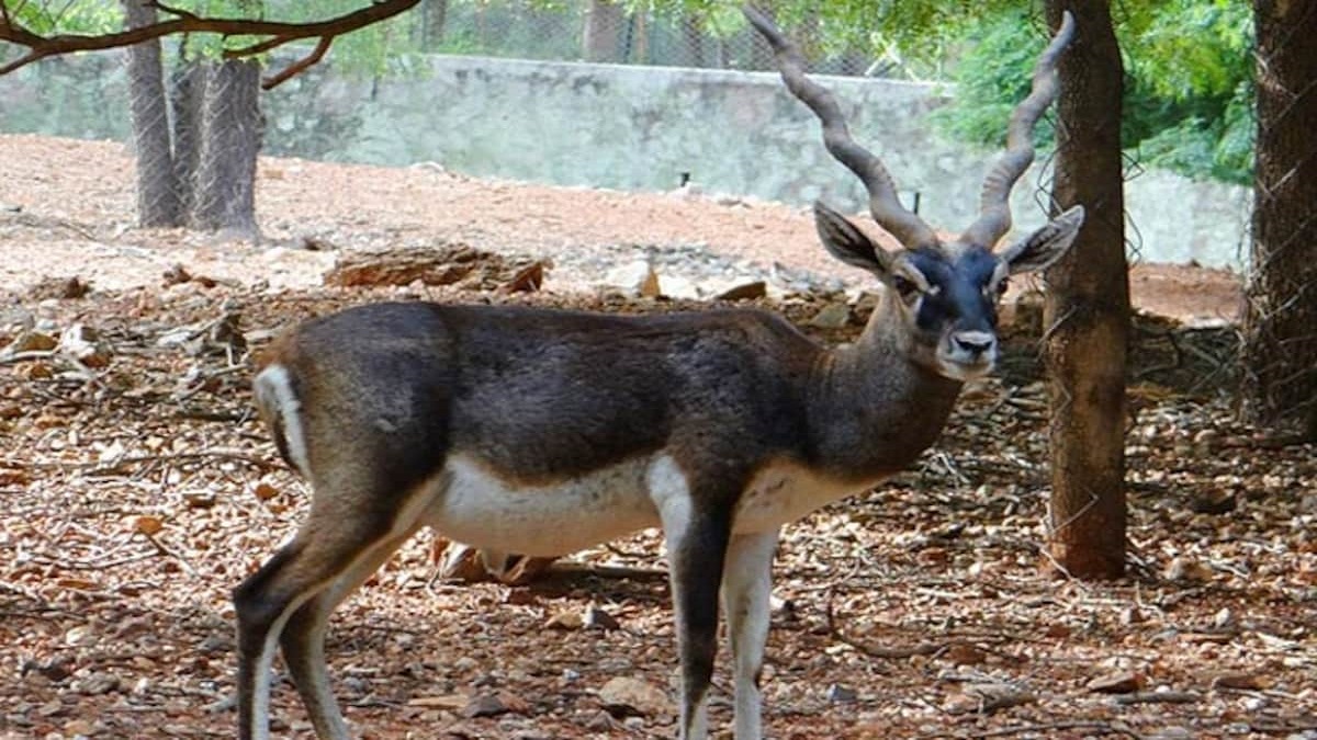 blackbuck deaths at tata zoo 10 dead in 6 days due to bacteria