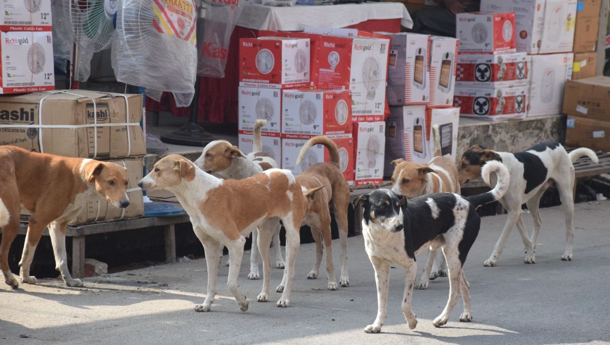 dog sterilization delayed prs certificate hinders abc center operations