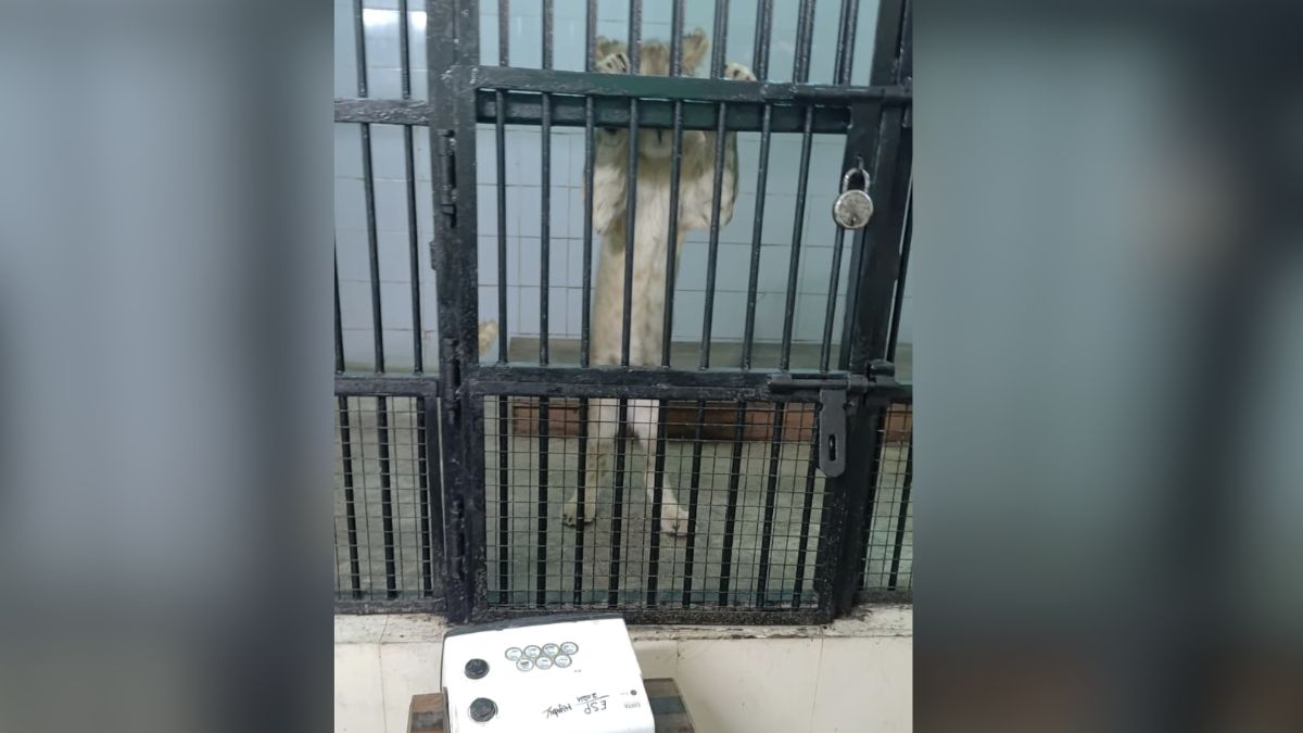 etawah safari park heaters to protect lions and wildlife from cold