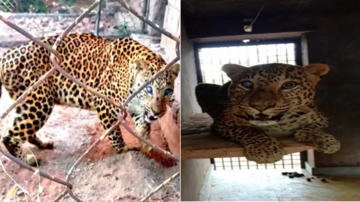 blind leopards miraculous recovery inder inspires at bhopals van vihar