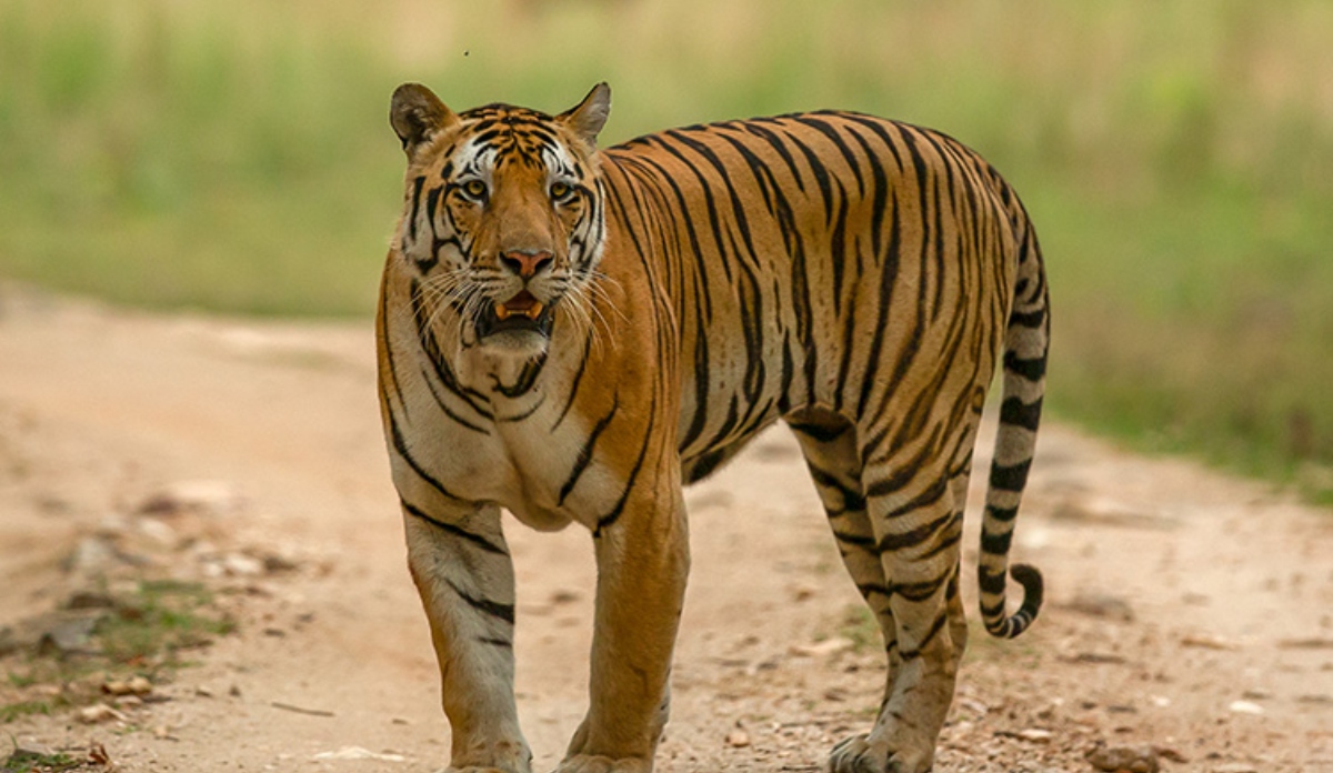 government has launched tiger outside project which will reduce human wildlife conflict