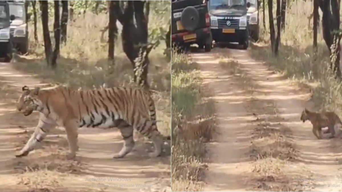 rare sighting tigress jugni with five cubs in pench tiger reserve