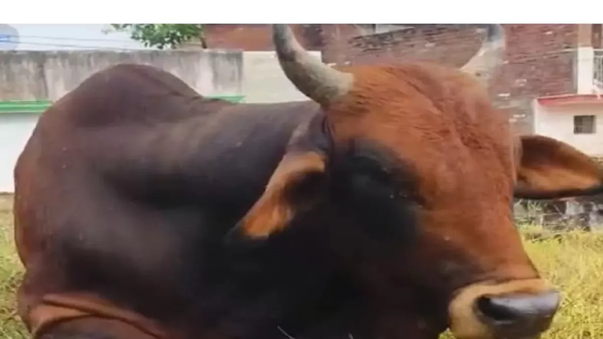 stray bulls kill veterinarian in moradabad uttar pradesh