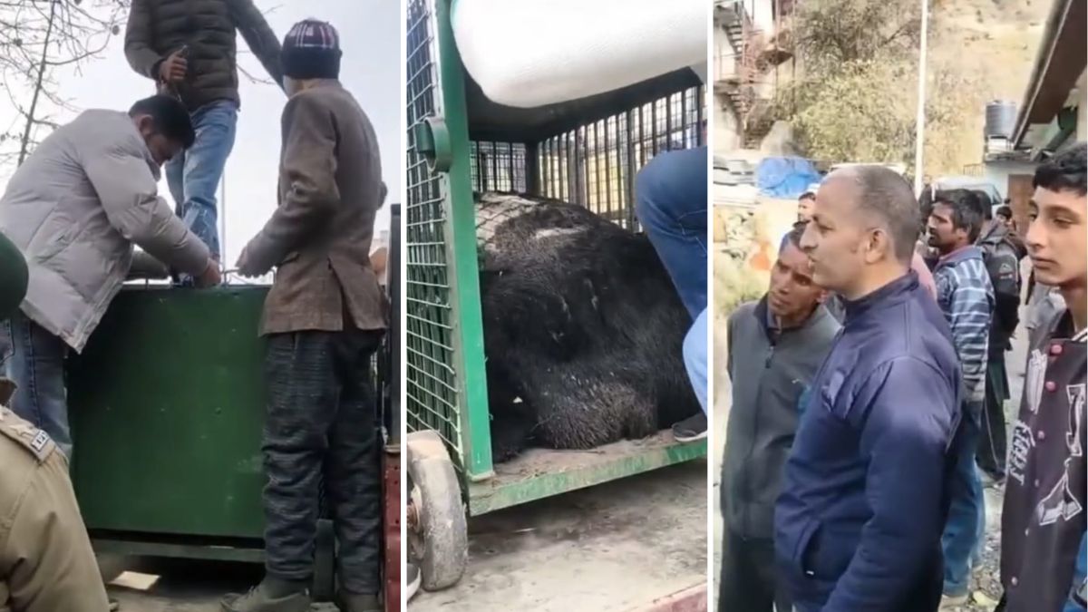 himachal pradesh shimla rampur bear enter in village and hunting animal forest team caught