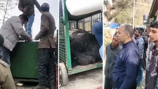 जिला शिमला के रामपुर में रिहायशी क्षेत्र में पहुंच रहे भालू को वन विभाग की टीम ने बेहोश कर पकड़ लिया। जागरण