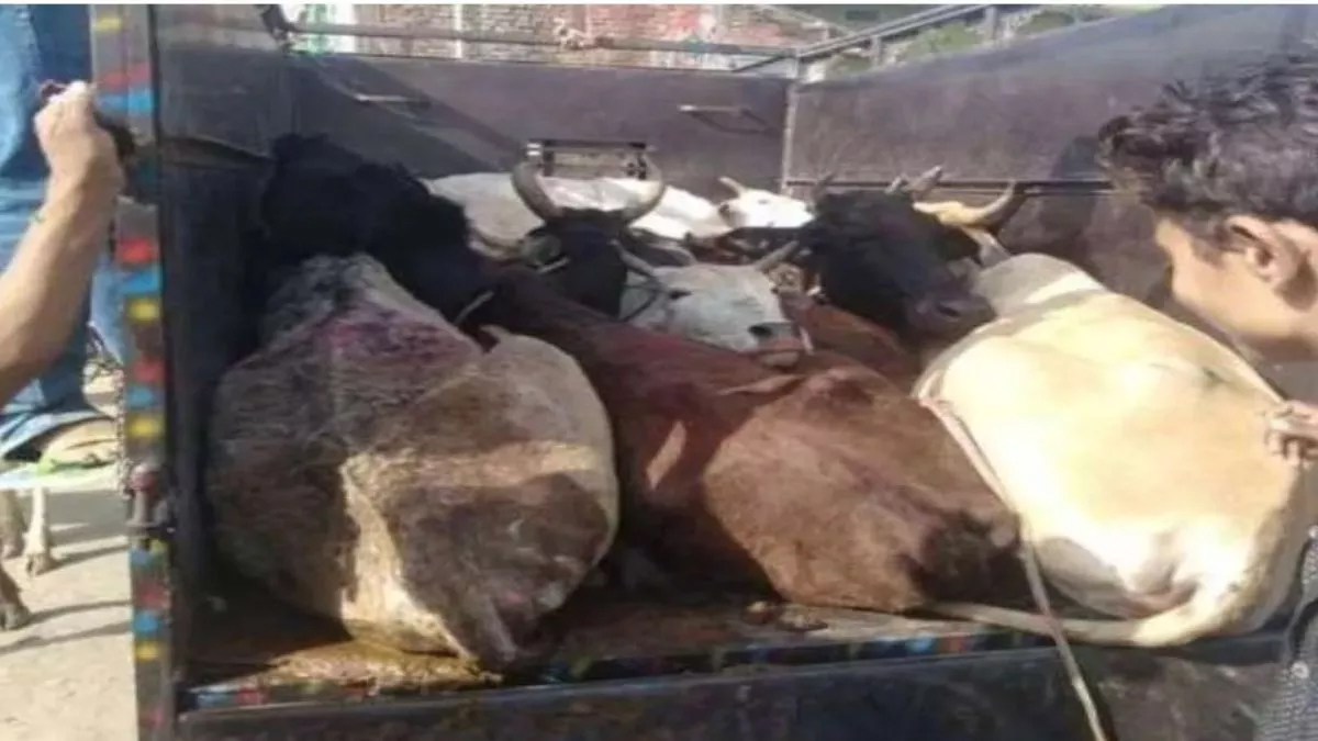 increased cattle theft in jammu smugglers bold attack police