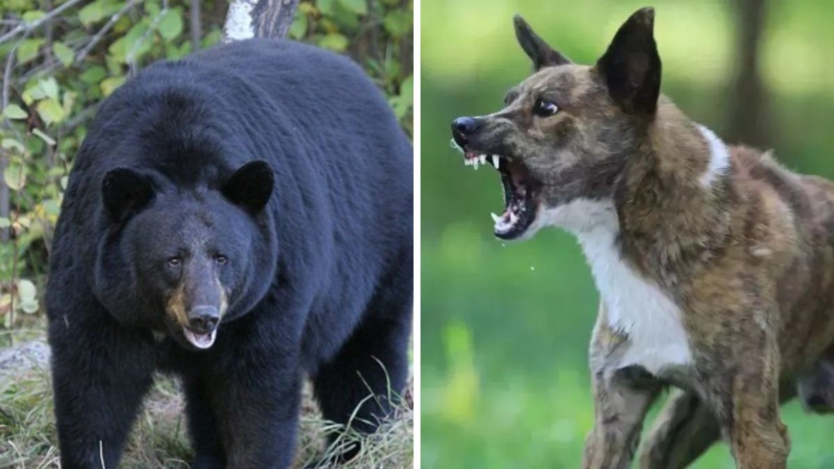 dog saves shepherd from bear attack in chamoli