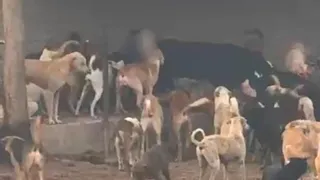जिला कांगड़ा के माजरा में जिंदा गाय को नोचते कुत्ते।