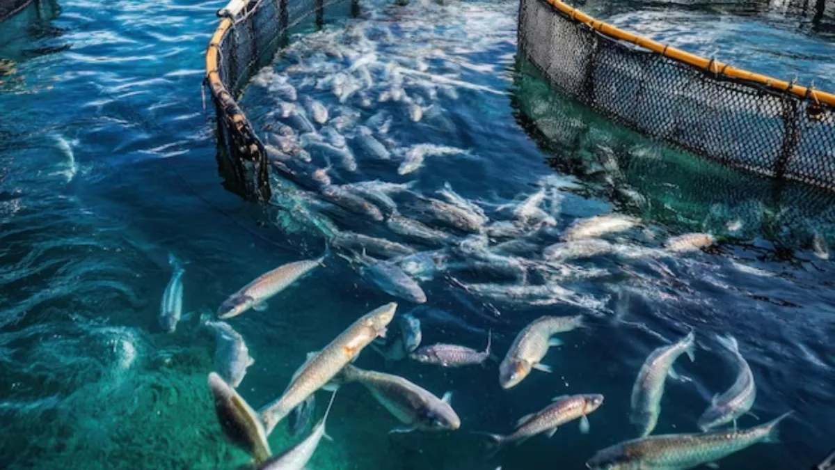 samastipur fish production hub with increasing yield