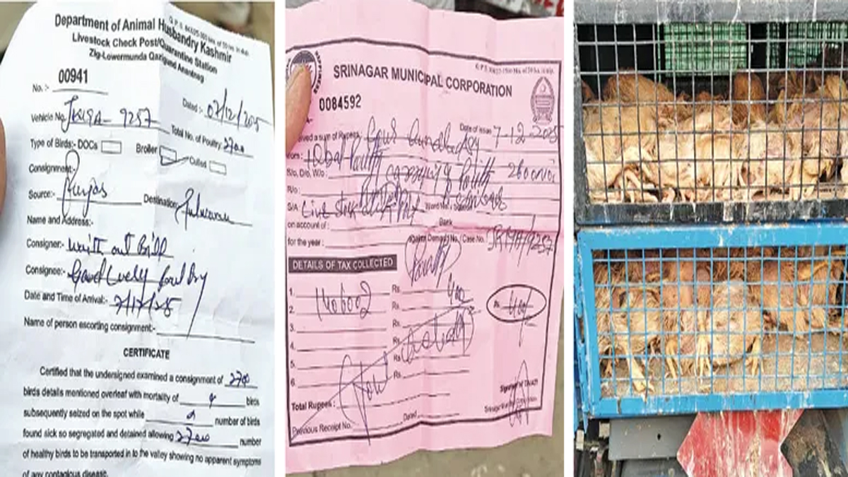 kashmir poultry scandal 119 dead chickens found in truck with health certificate