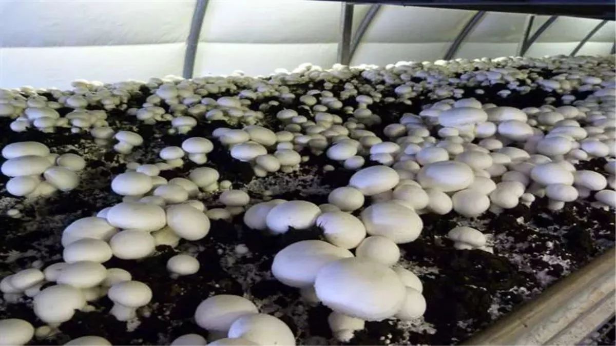 mushroom farming boost 26000 kits distributed in banka