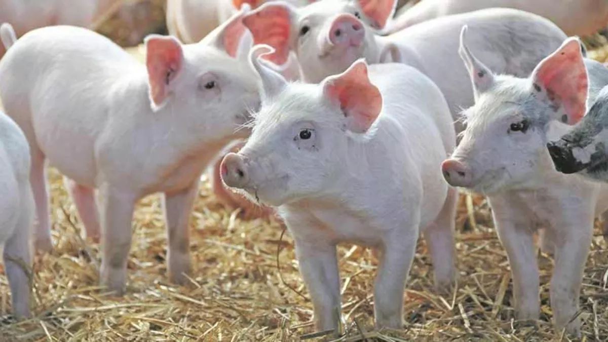 90 percentage subsidy for pig farming in bihar for sc st know detail