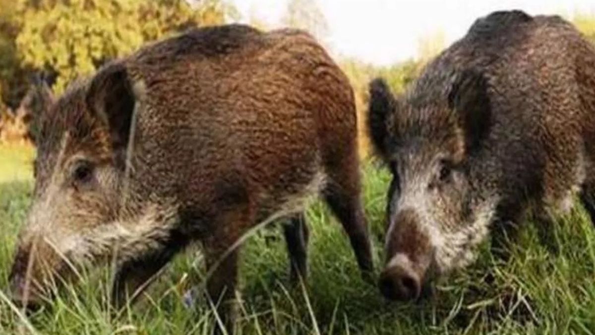 woman injured in wild boar attack