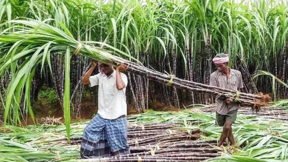 sonipat sugar mill crushing expected to resume soon