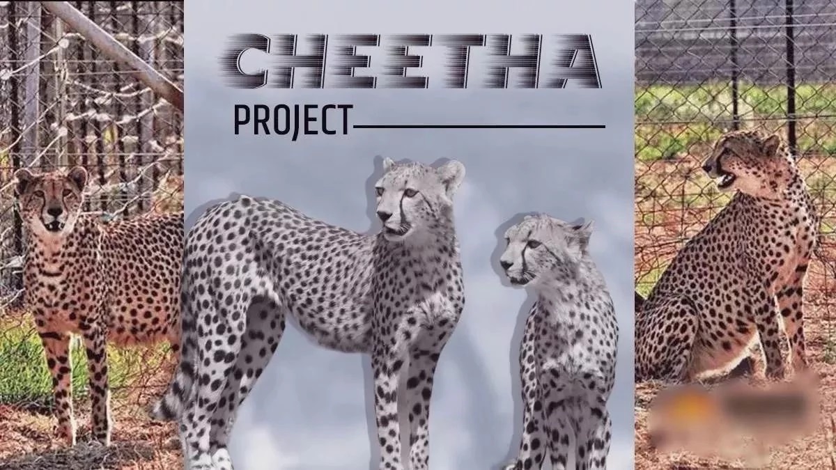 cheetah project under scrutiny after cub deaths in madhya pradesh