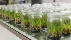 1590 lakh seed sugarcane via tissue culture labs