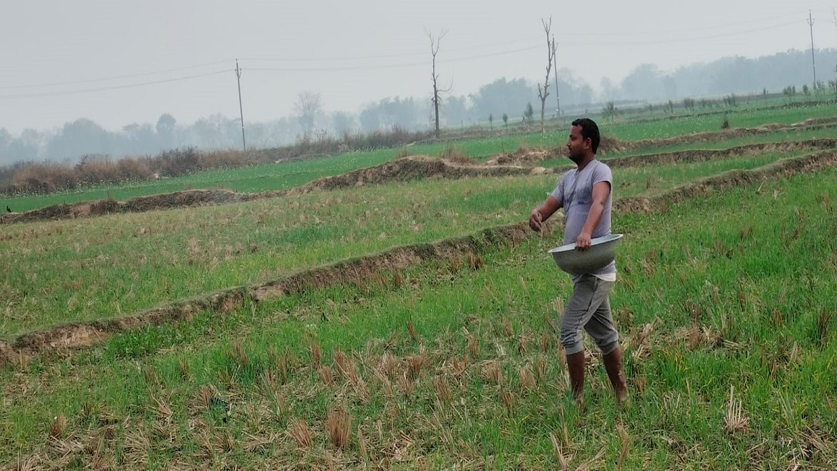 dap and potash shortages began in west champaran with the sowing of wheat