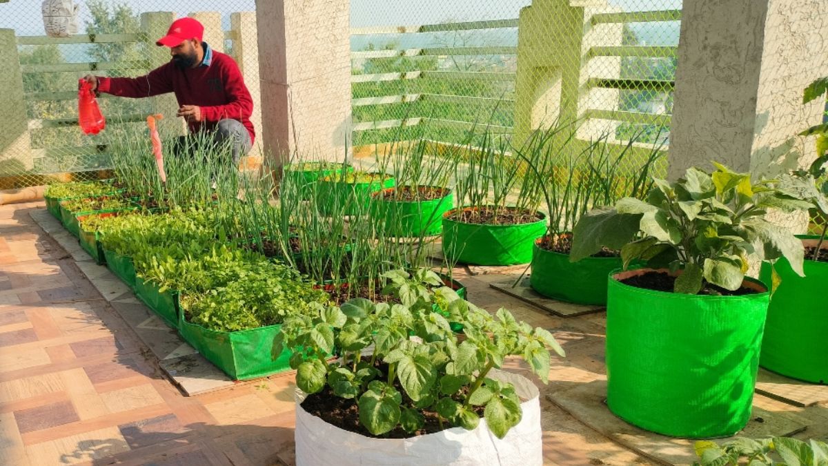 rooftop farming young entrepreneur sets example in ramana