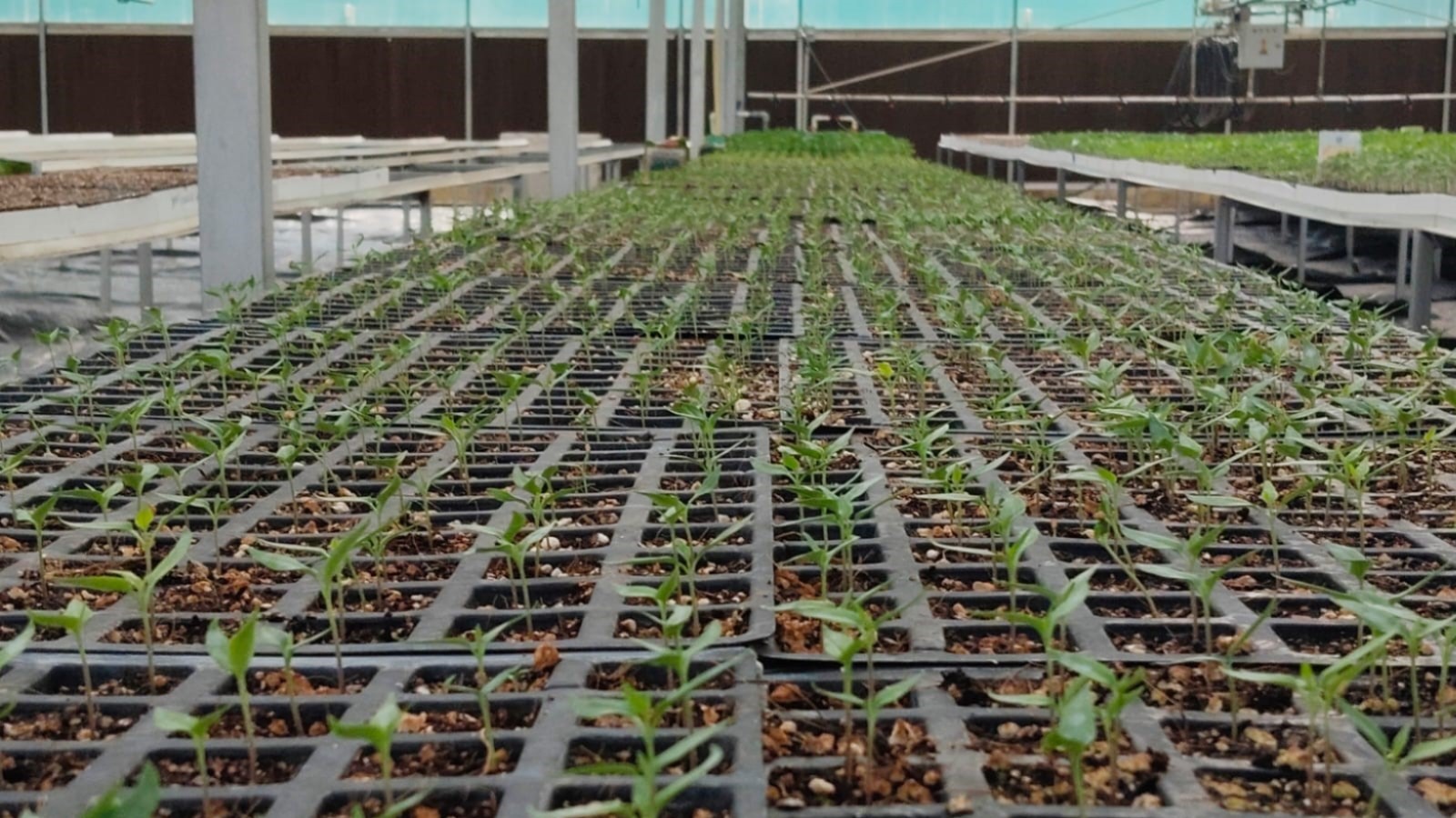 mahoba broccoli cabbage reach maharashtra mp