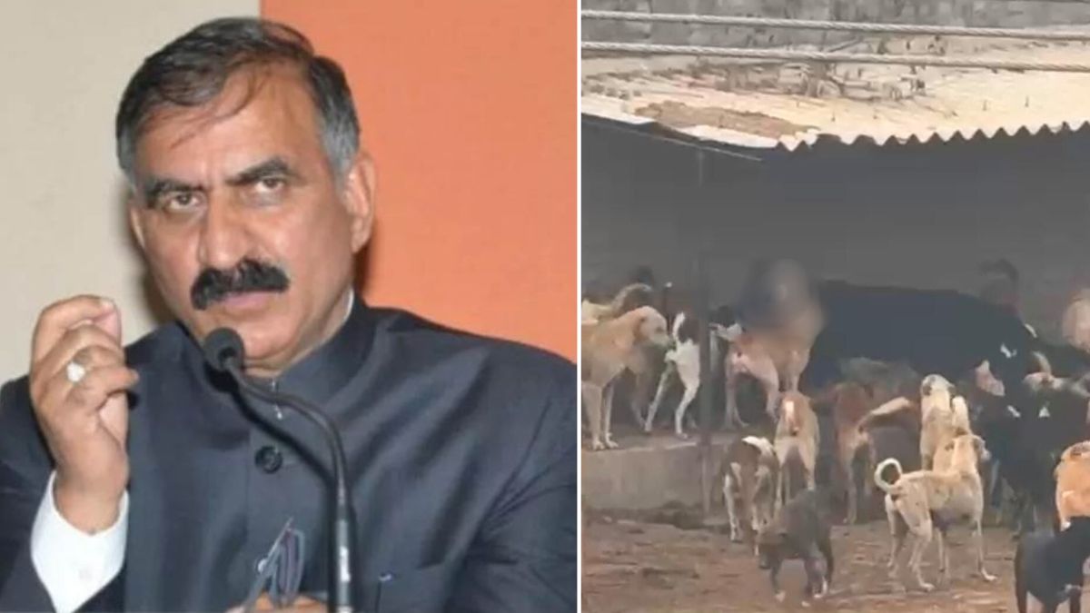 himachal pradesh kangra dog shelter live cow eaten case cm sukhu give orders to inquiry