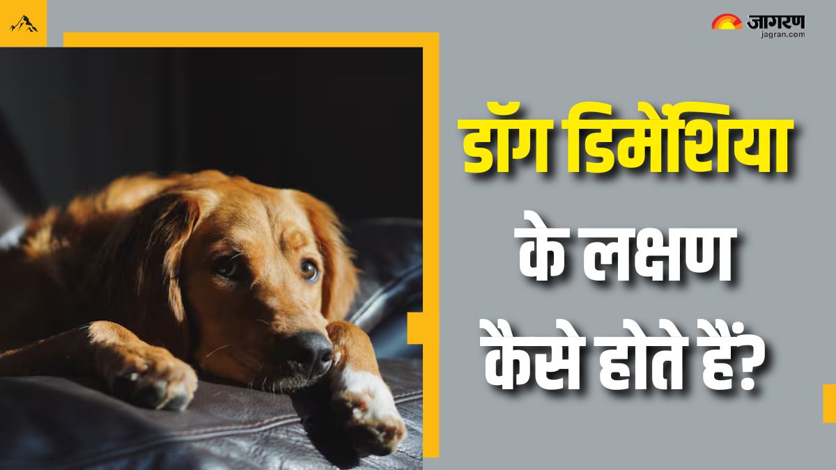 how to identify early signs of dog dementia check details here