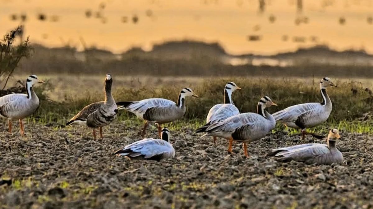 sultanpur national park migratory birds flock
