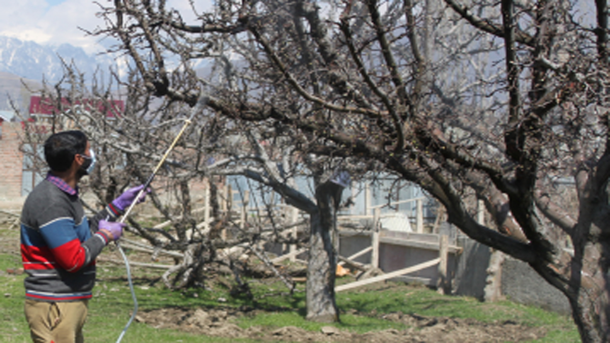 brain tumors rise in kashmir pesticide link