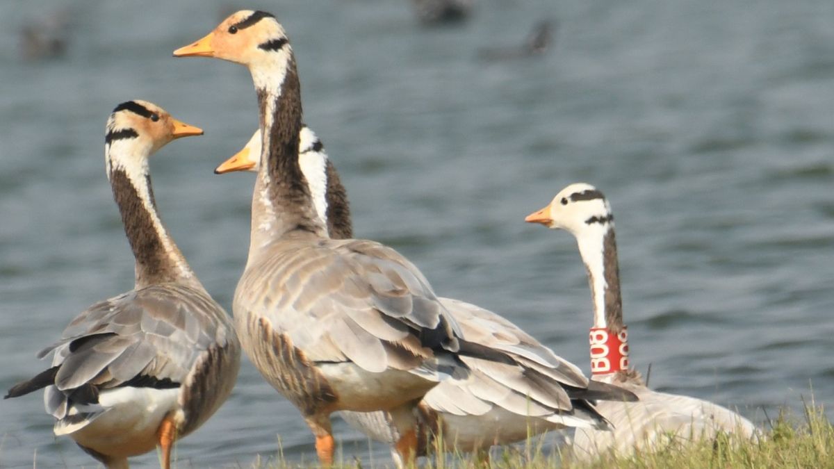 patna barheaded goose gagan returns to bihar from namkuo lake in tibet