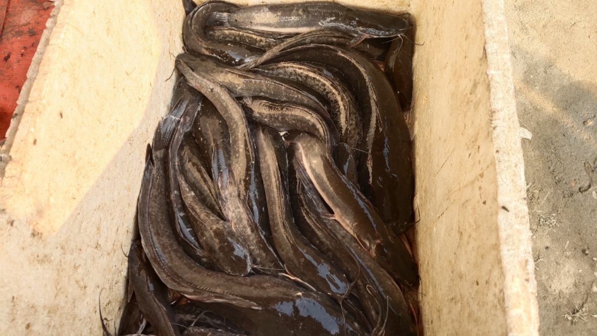 banned thai mangor fish sale openly in madhepura causes cancer