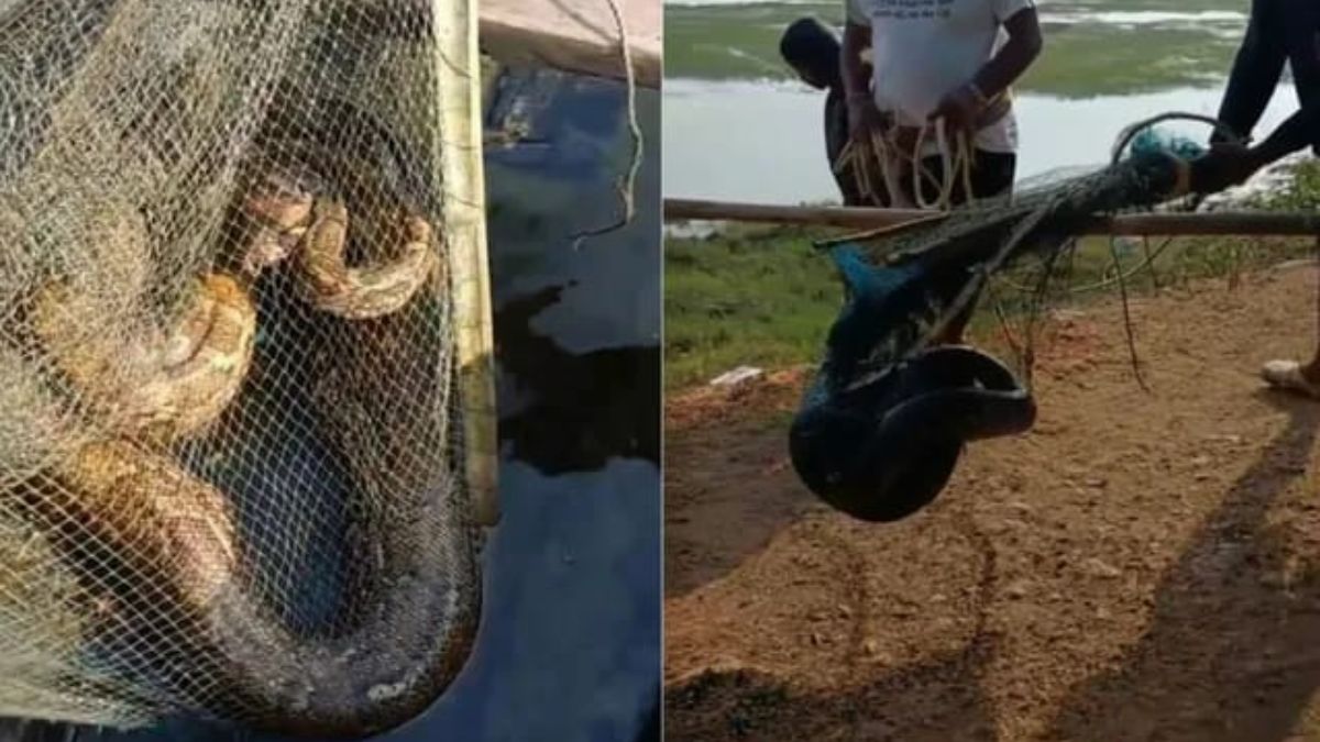 12 foot python caught in chilika lake odisha news