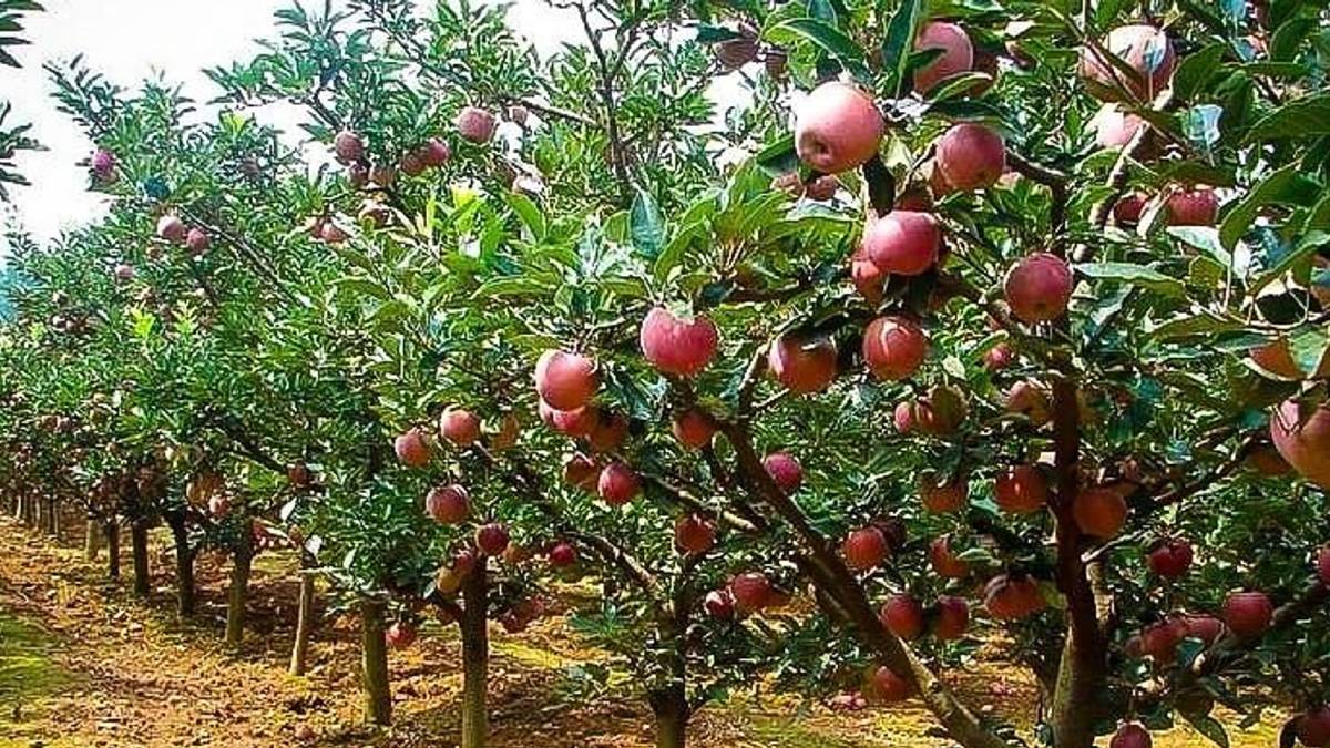 shopian vandalism at apple orchard probe begins