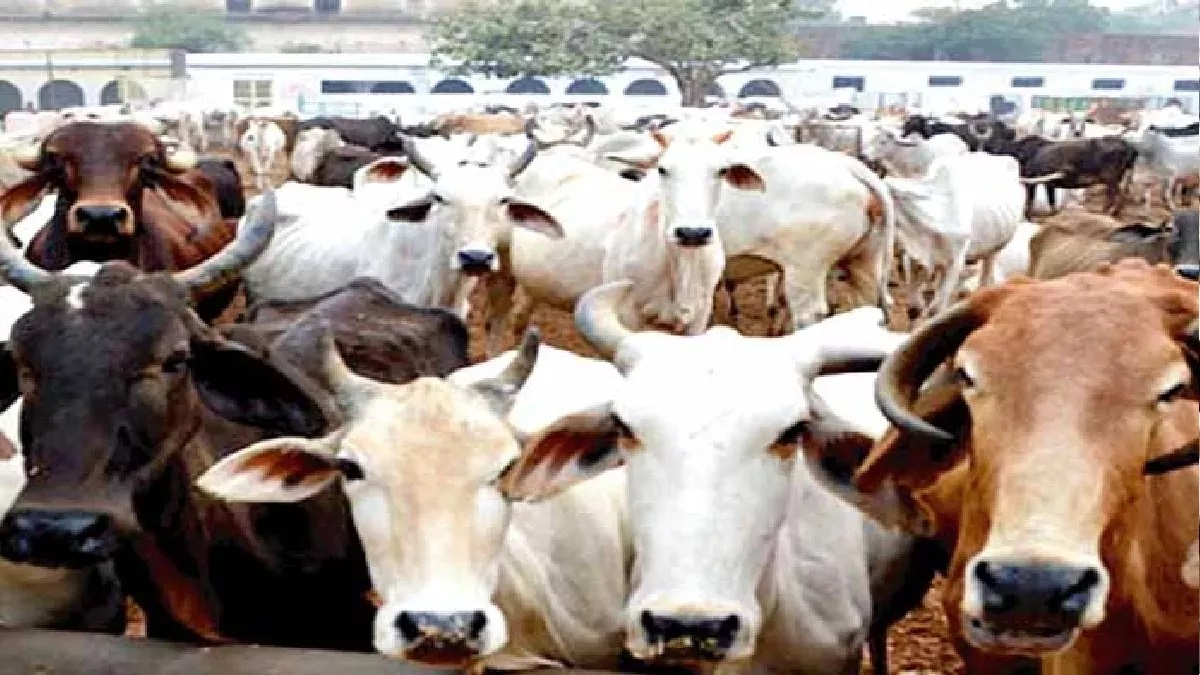 darbhanga latest news as the cold increases the milk yield of dairy animals decreases the problem of green fodder increases the worries of cattle farmers