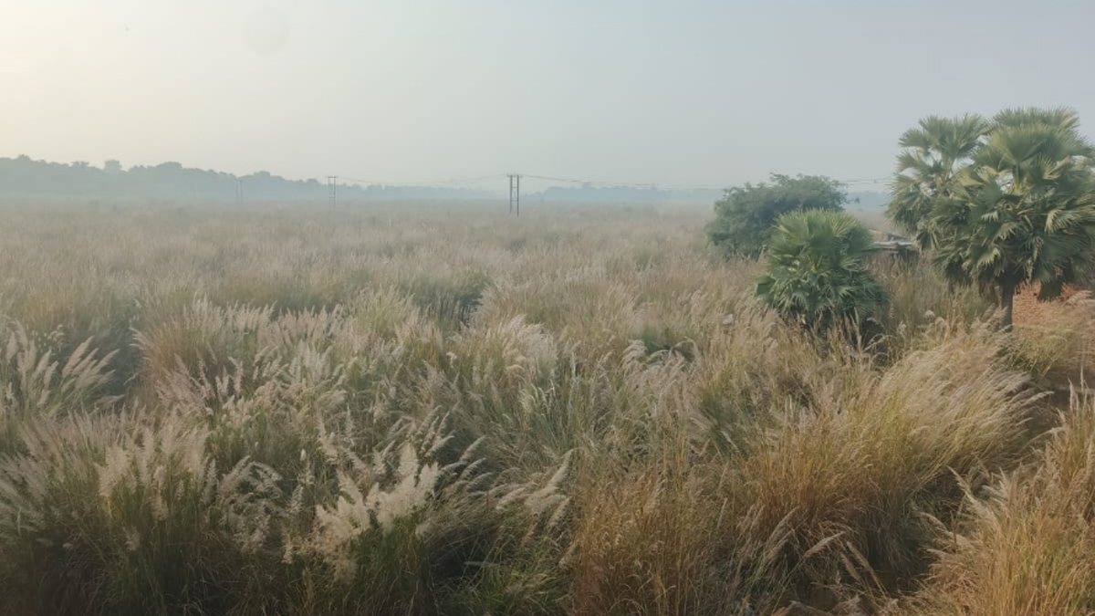 nawada wild boar menace near sakri river