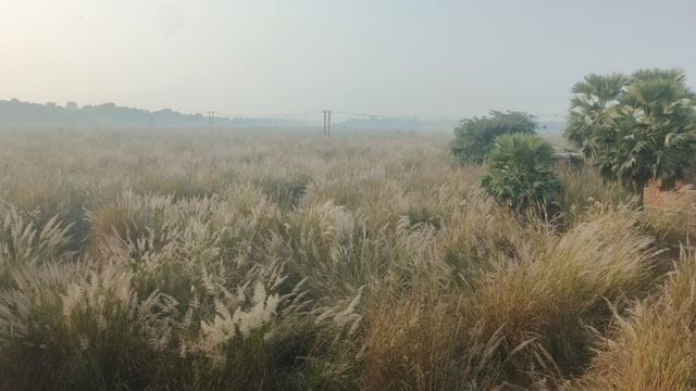 नवादा में सकरी नदी किनारे घोड़परास व जंगली सुअरों का कहर, किसान फसल बचाने को बेहाल
