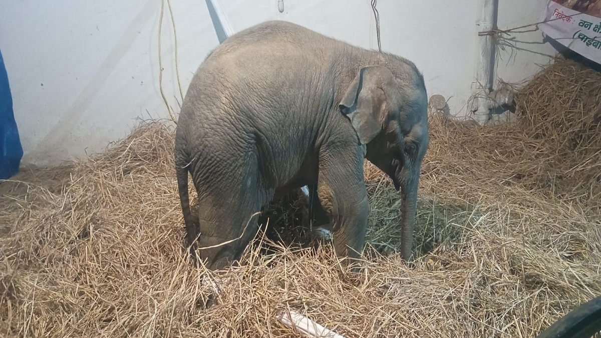 elephant calf dies in chaibasa jharkhand