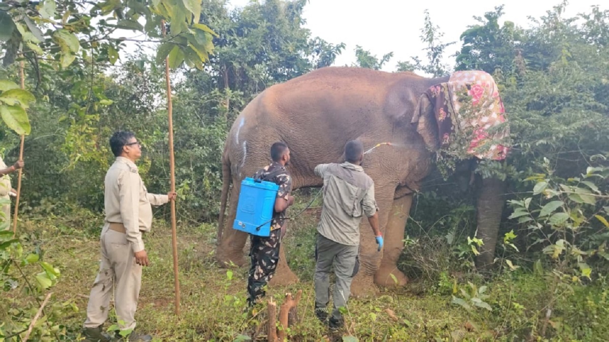 injured elephant dies in keonjhar forest odisha