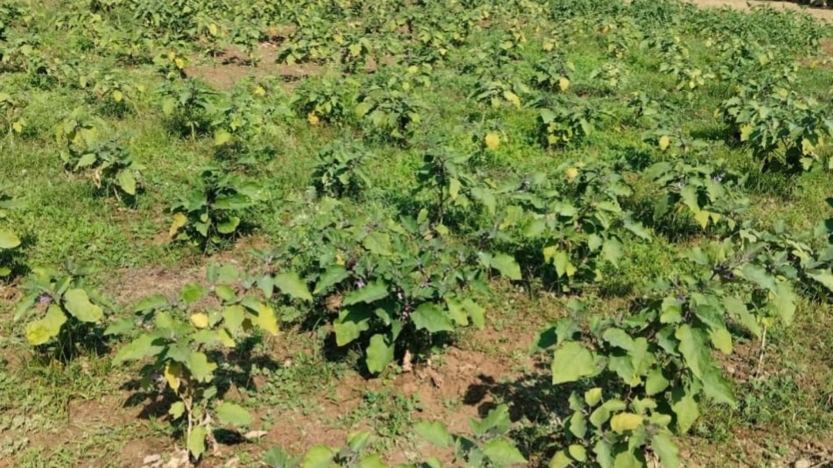 sitapur schools to develop nutrition gardens