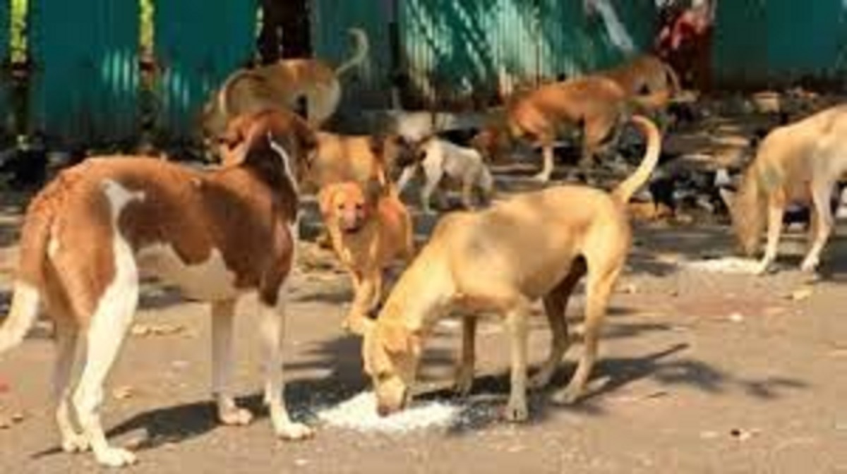 chandigarh 200 dog feeding spots identified