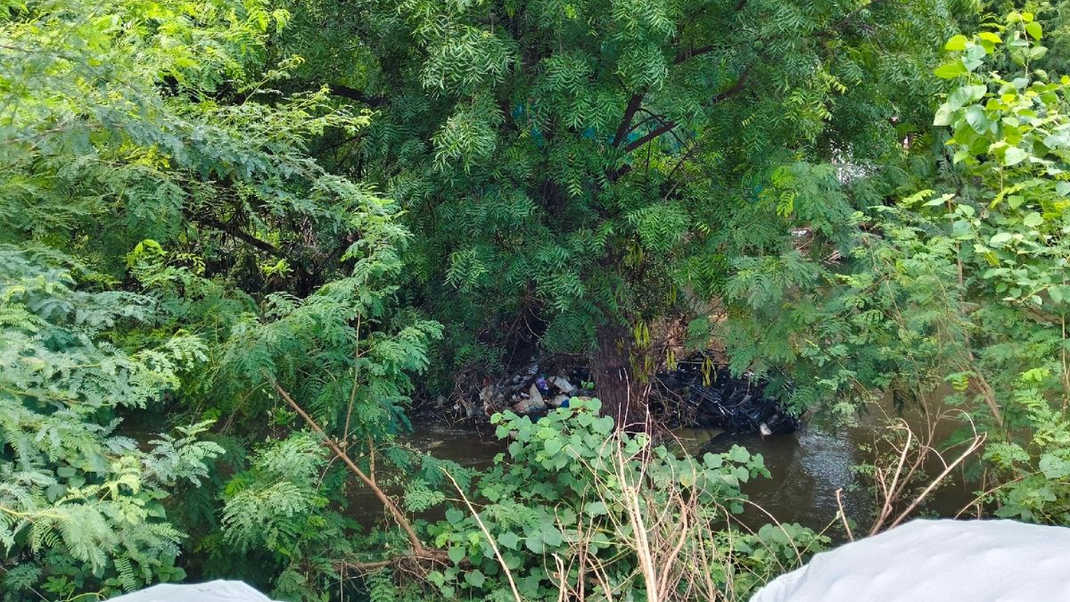 bahadurgarh 350 trees removed from mungeshpur drain