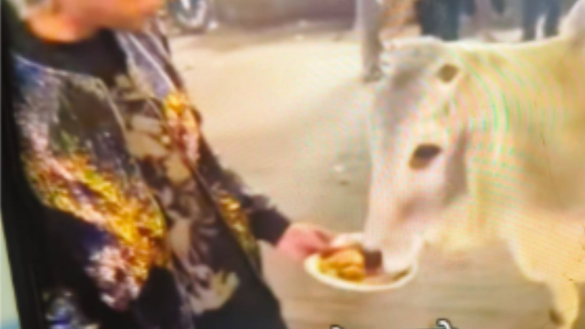gurugram case filed for feeding beef momos to cow