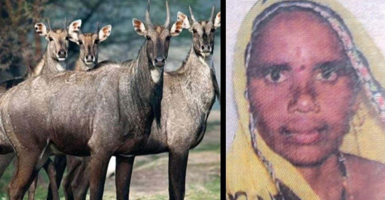 hamirpur woman dies after bike hits nilgai
