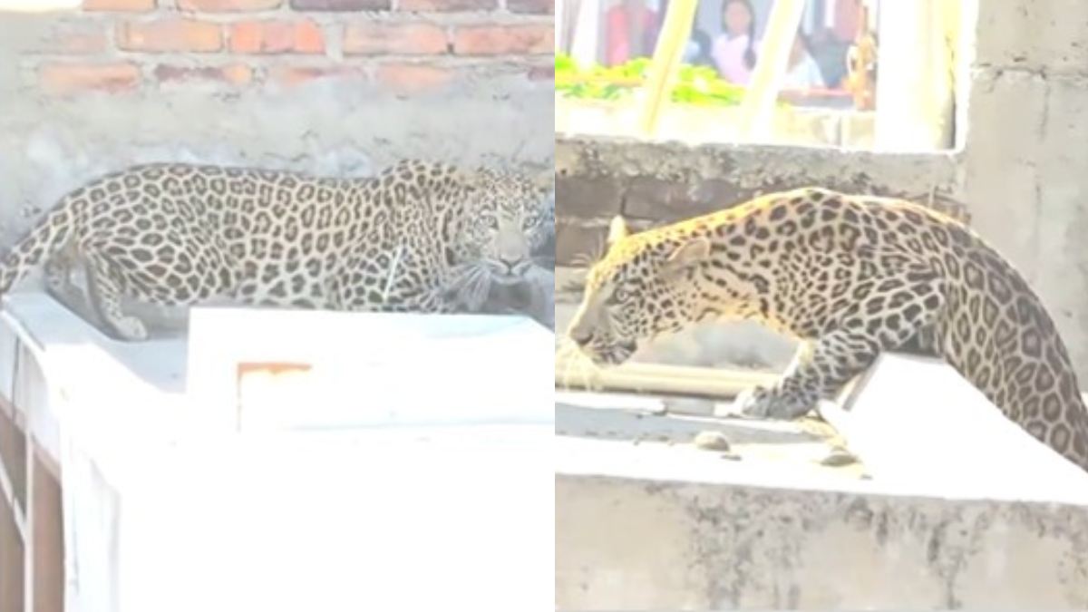 nagpur leopard entered in residential area of pardi many injured video