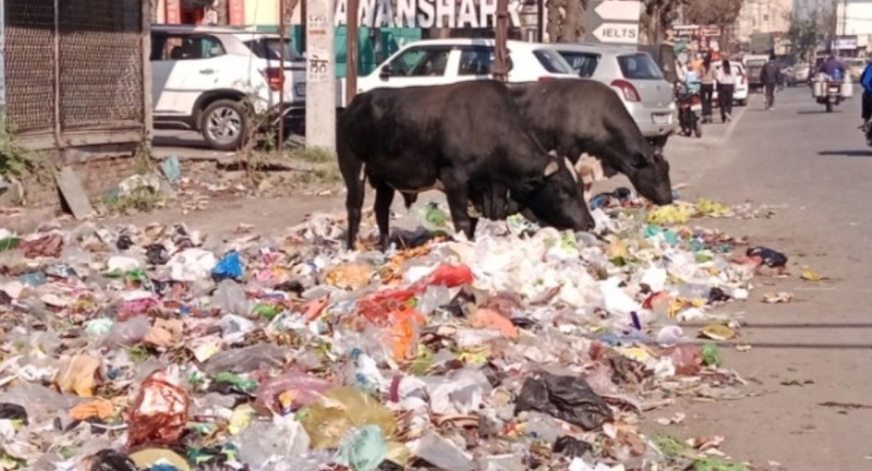 cattle roaming on the roads are dangerous for traffic and public safety trending news nawan shahar