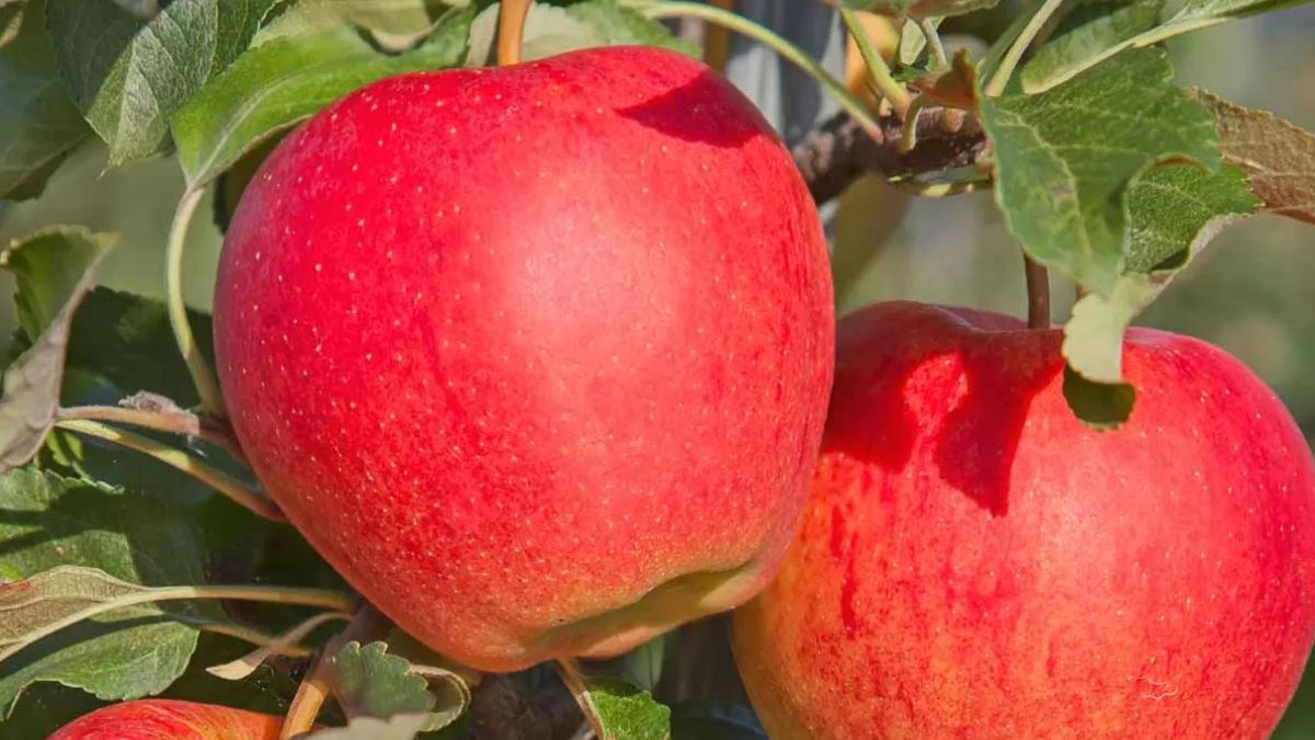 two apples and handwash stolen from judge chamber in pakistan police file fir and begin investigation