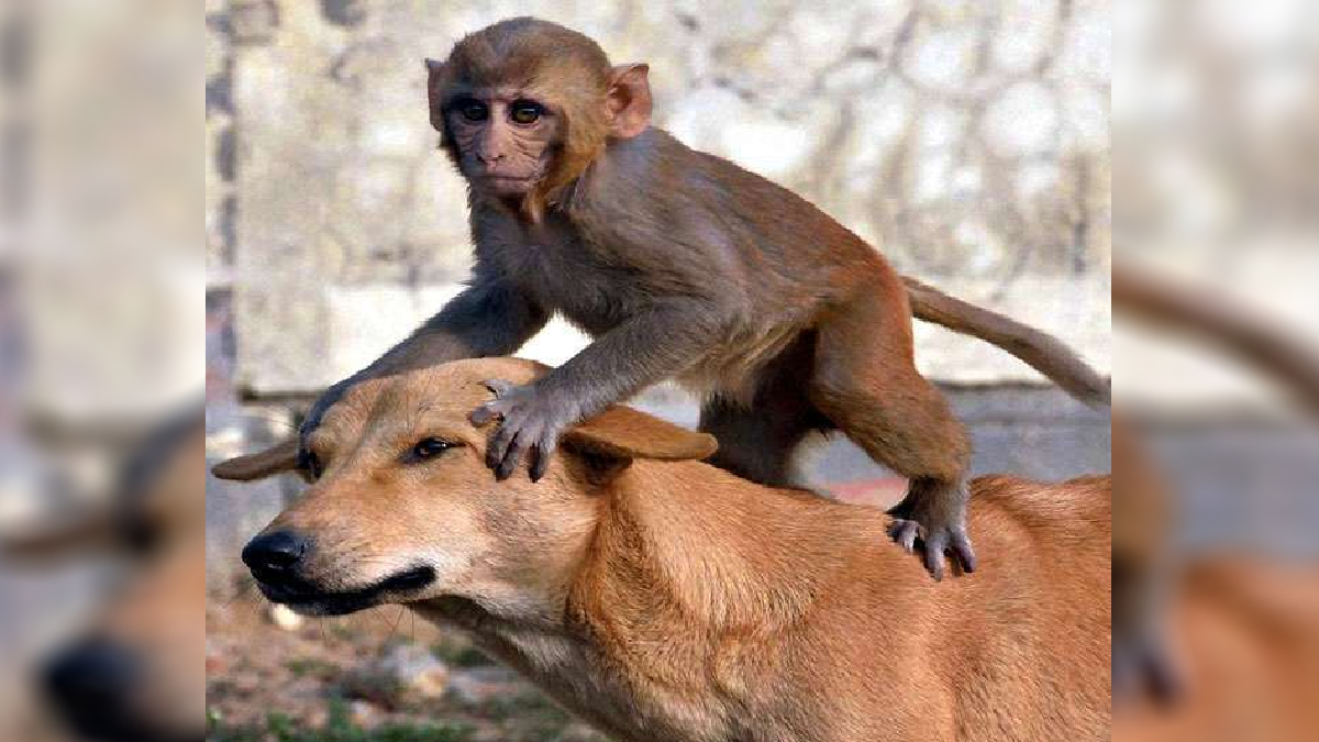 in jhajjar teams will catch monkeys for rs 800 and dogs for rs 1330 preparations are underway to make the city cattle free and monkey free